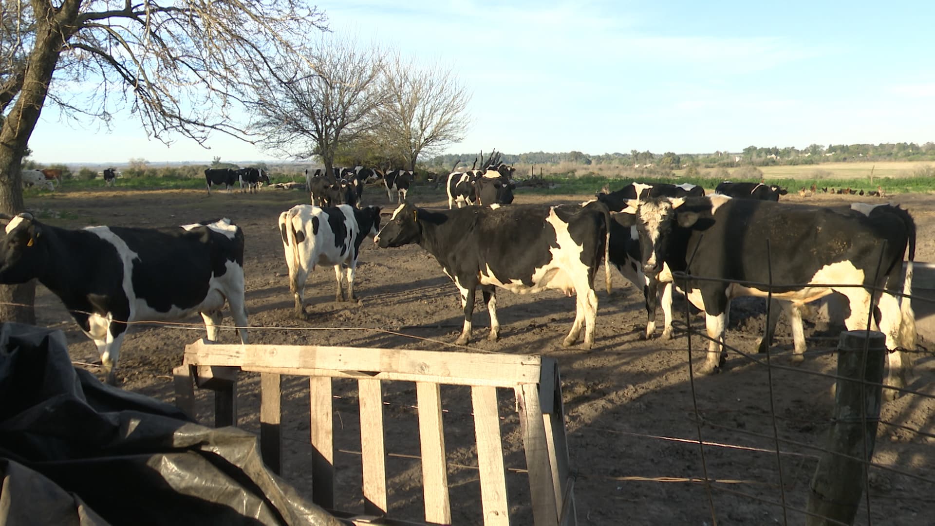 Sauce Montrull: la tierra donde la leche marcaba el pulso de la vida - imagen de origen