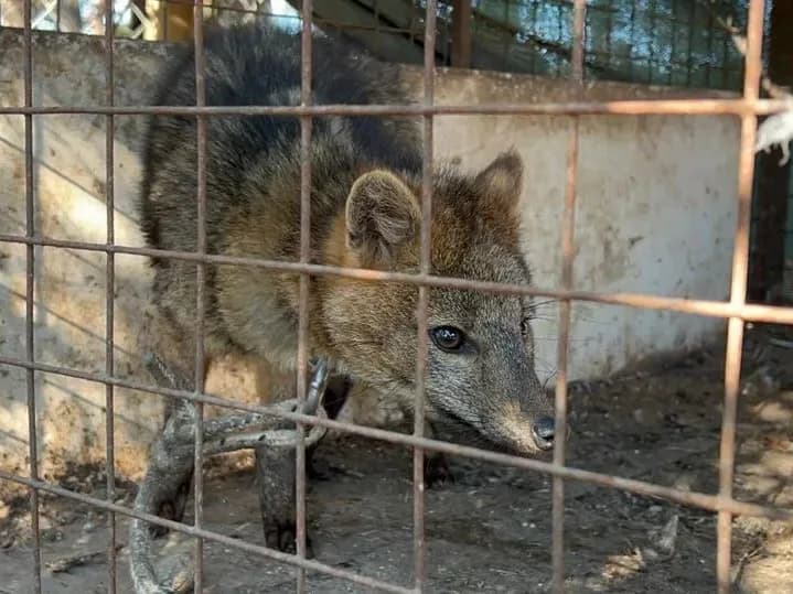 Rescataron a un zorro encadenado que era exhibido ilegalmente en una casa de comidas - imagen de origen