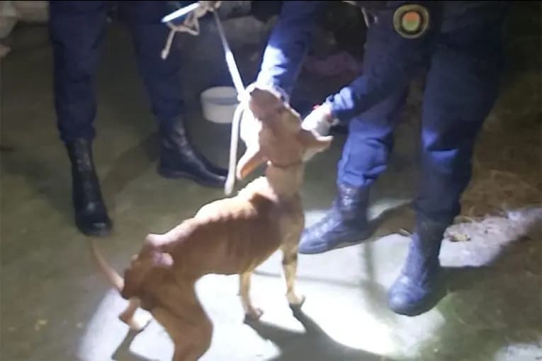 Rescataron a una perra tras una denuncia por maltrato animal - imagen de origen