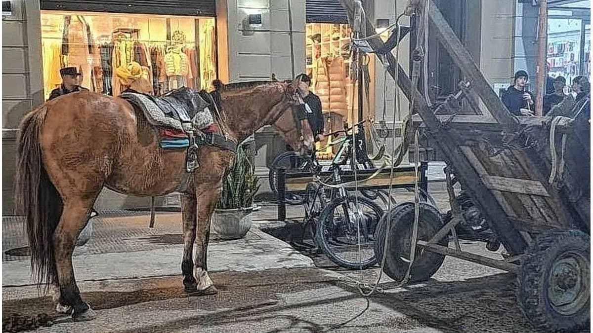 Concepción del Uruguay: secuestraron un caballo tras un presunto caso de maltrato animal - imagen de origen