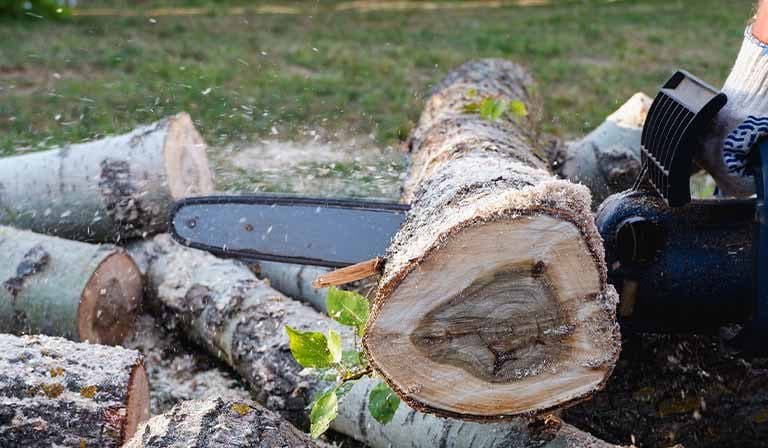 Hombre gravemente herido tras ser aplastado por un árbol en un pueblo de Corrientes - imagen de origen