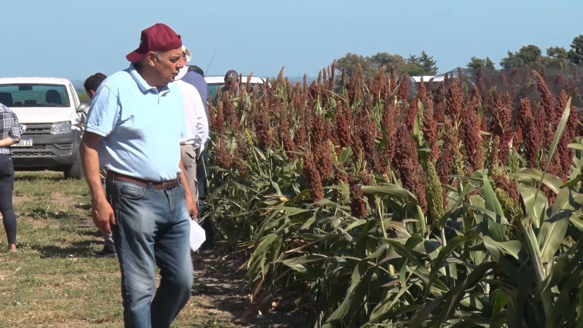 Desde la Bolsa avisan que el sorgo deja de ser una alternativa para los agricultores entrerrianos - imagen de origen
