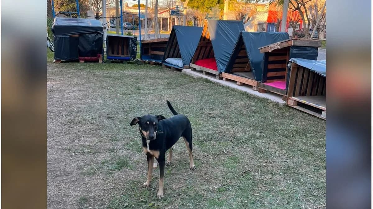 Más de 100 personas se sumaron para construir cuchas para perros callejeros - imagen de origen