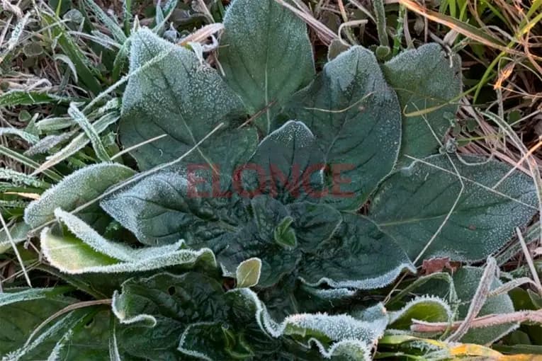 Paraná helada: el termómetro marcó -0,1°C en la mañana de viernes - imagen de origen