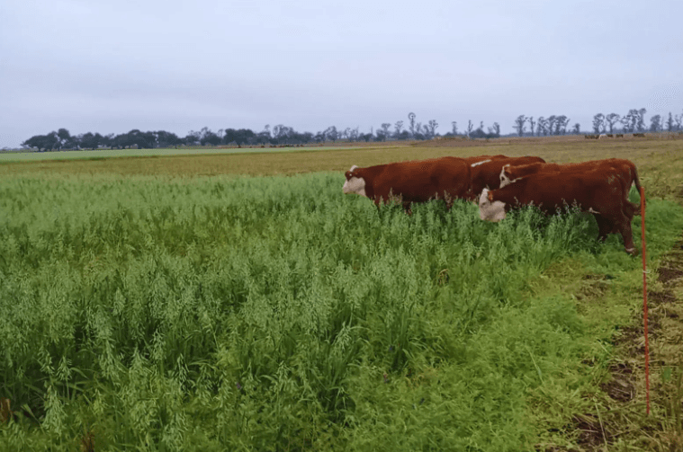 Los principales compradores globales demandan más carne vacuna magra - imagen de origen