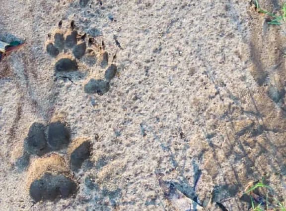 Confirman la presencia de un puma en la Reserva El Potrero de Gualeguaychú - imagen de origen