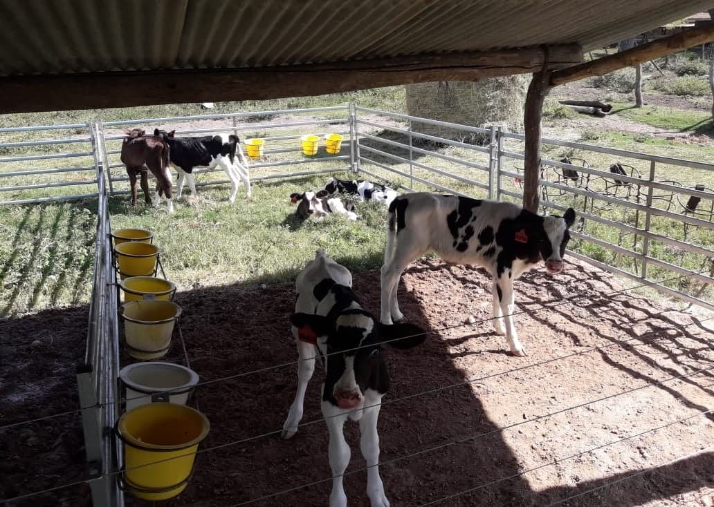 Concentración en la lechería: Santa Fe perdió 290 tambos el último año, pero creció 1,7% en litros de leche - Dos Florines - imagen de origen