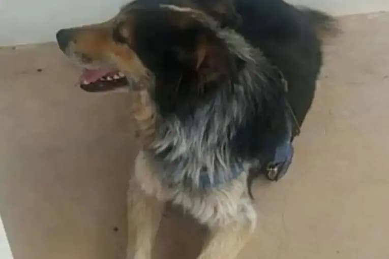 Condenaron a prisión condicional al acusado de ahorcar a un perro en Santa Anita - imagen de origen