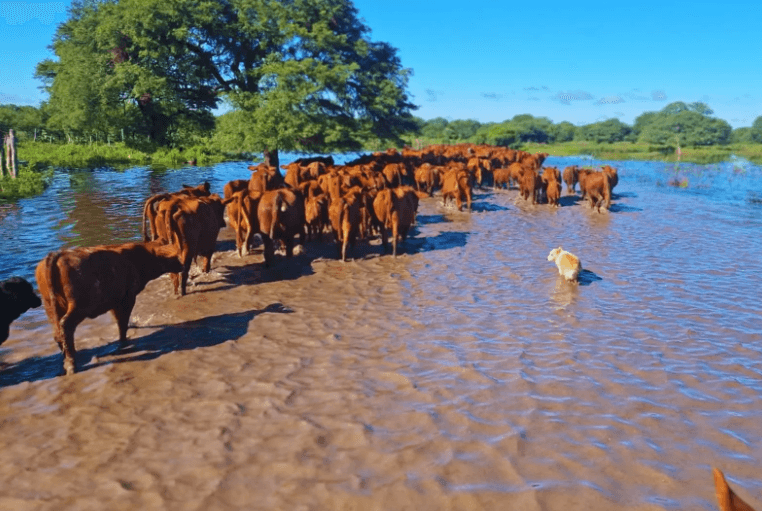 El Niño abre en el agro una ventana de alta producción y rindes - imagen de origen