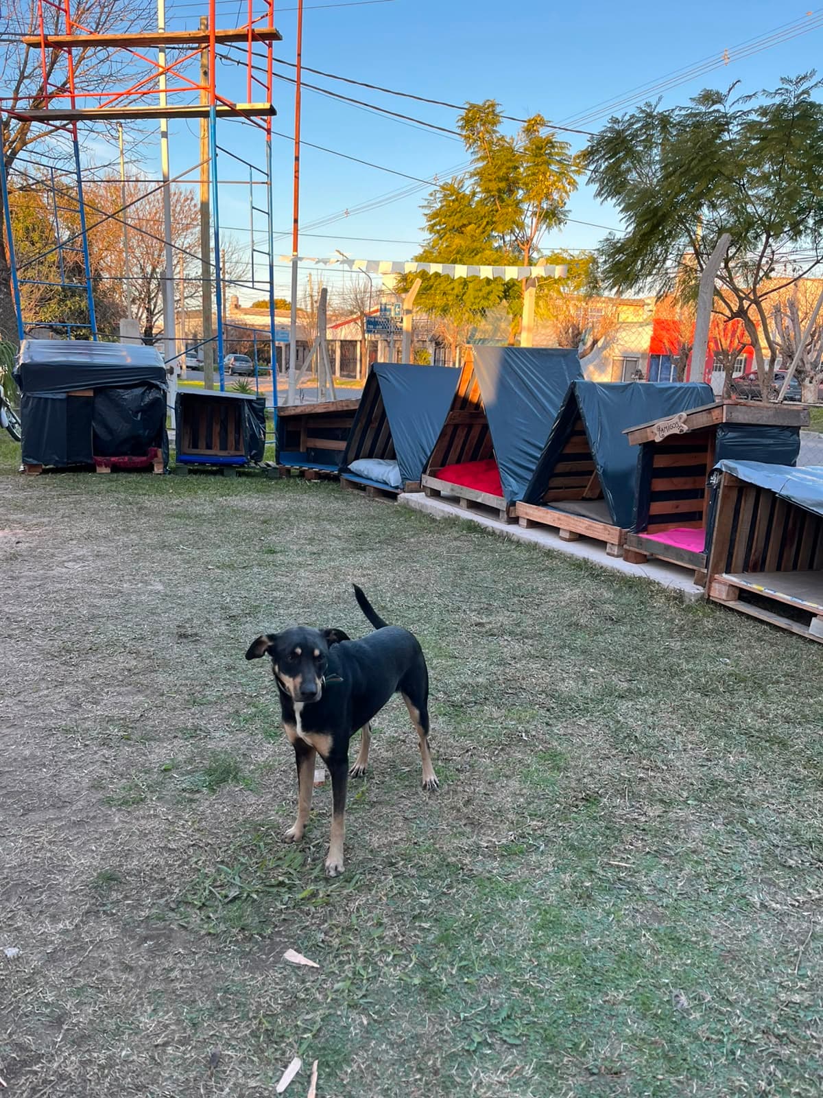 Más de 100 personas se sumaron para construir cuchas para perros callejeros - imagen de origen
