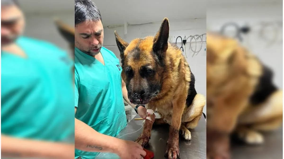 La Toma: aumentaron casos de mordeduras de yarará en perros - imagen de origen