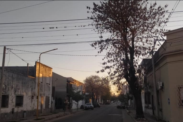 Este lunes comenzará una poda general sobre calle 3 de Caballería - imagen de origen