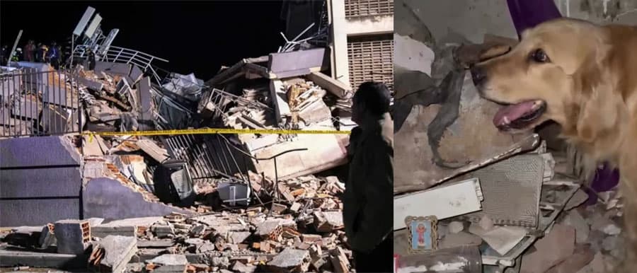 Orgullo entrerriano en Venezuela: bomberos de Gualeguay y la perra "Roma" trabajan contrarreloj entre los escombros tras el devastador terremoto - imagen de origen