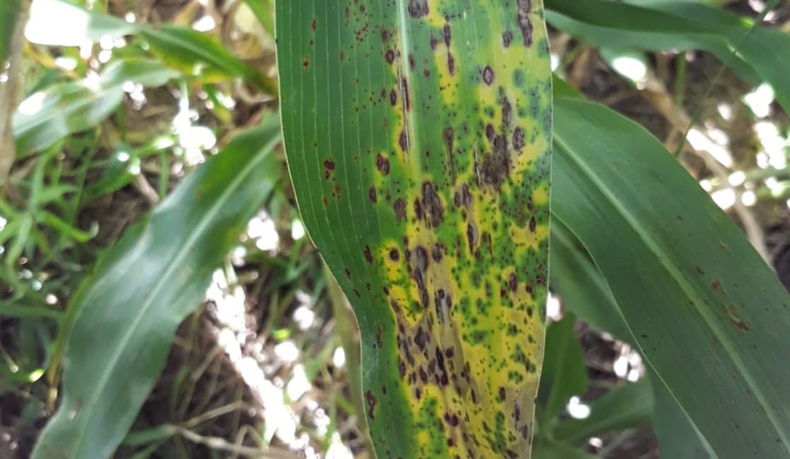 INTA Paraná estudió la roya del sorgo y descubrió cómo se produce una mayor expresión de la enfermedad