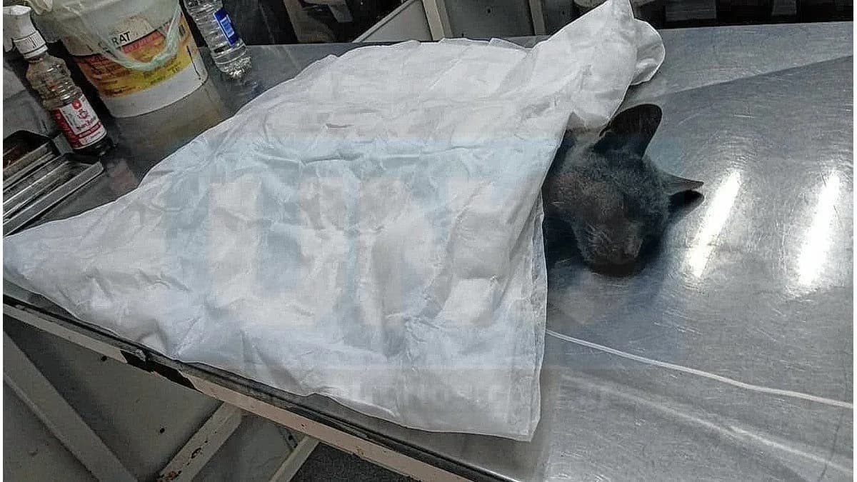 Continúan las castraciones gratuitas en el quirófano móvil - imagen de origen