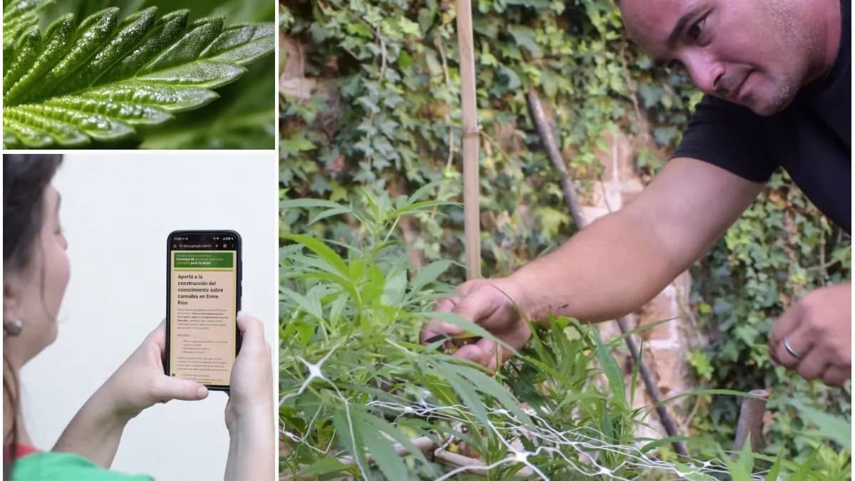 La revolución médica del cannabis: evidencia científica, efecto séquito y el derecho a la salud - imagen de origen