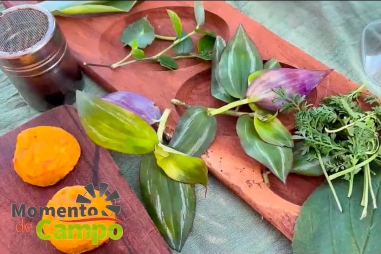 Gastronomía con identidad entrerriana: la pyme que rescata recetas, plantas nativas y sabores ancestrales - imagen de origen