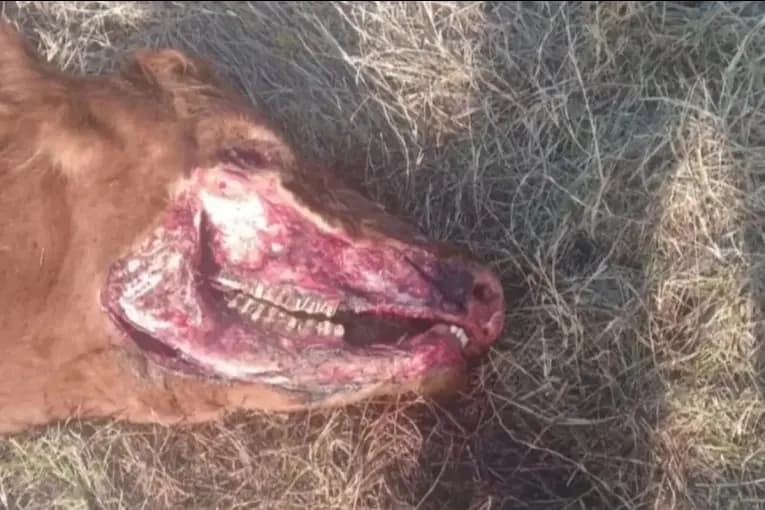 Mutilación de bovinos: hallaron una vaca con extraños cortes en un campo de Nogoyá - imagen de origen
