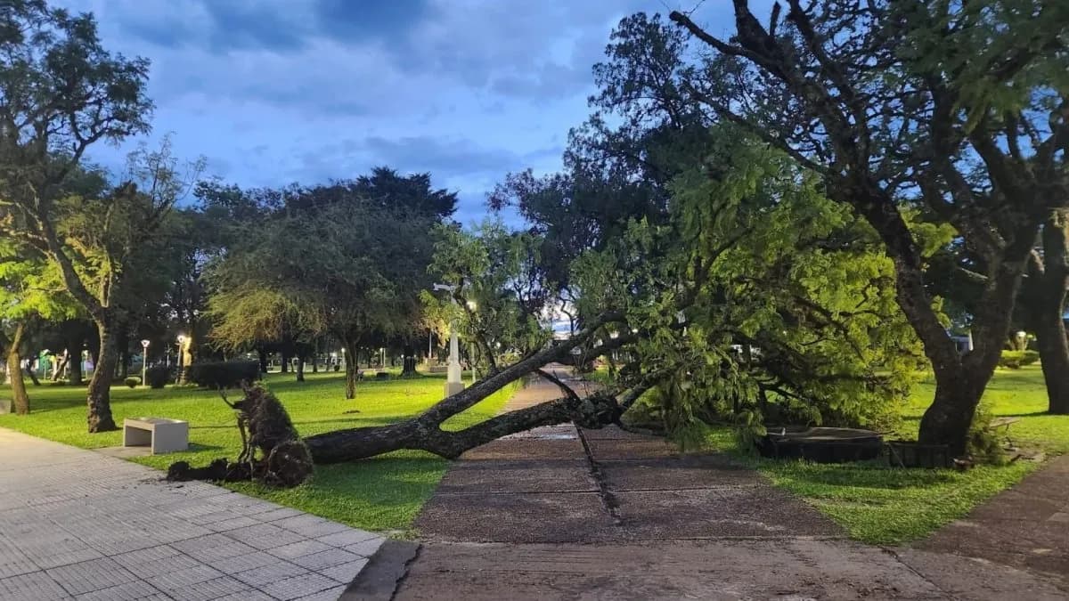 El temporal provocó destrozos en el norte entrerriano con voladuras de techos y caída de árboles - imagen de origen
