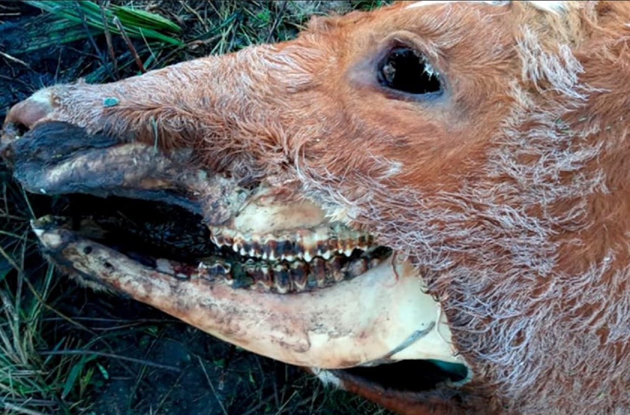 Misterio por la aparición de una vaca mutilada en Hernández - imagen de origen