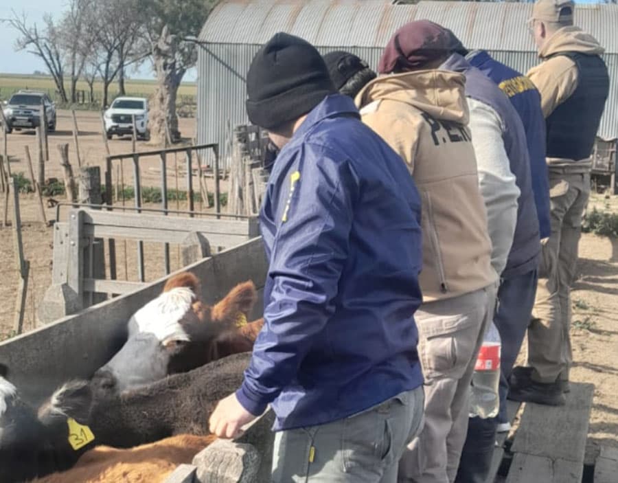 Millonaria estafa ganadera: la Policía recuperó en Córdoba hacienda valuada en 150 millones de pesos - imagen de origen