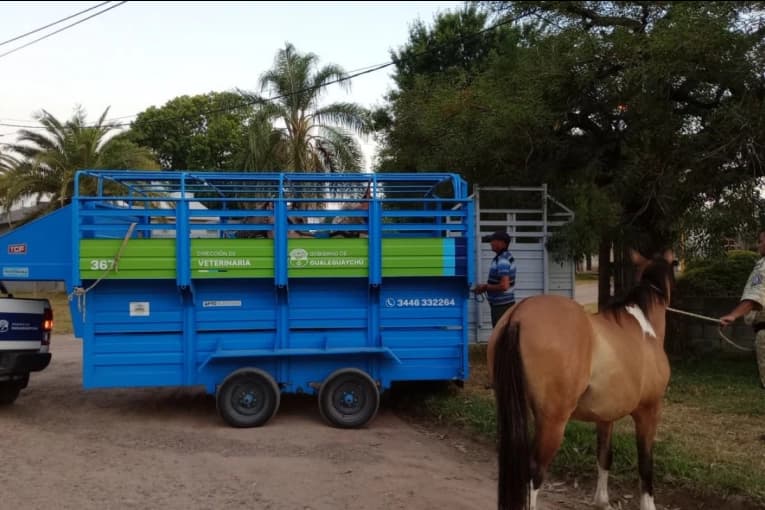 Se recuerda que está prohibida la tenencia de equinos en el ejido urbano - imagen de origen