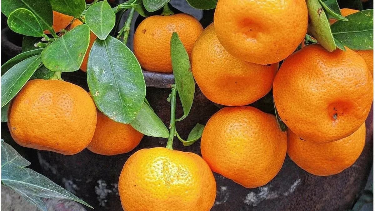 Invierno amargo para el sector del citrus: precios bajos y pocas ventas - imagen de origen