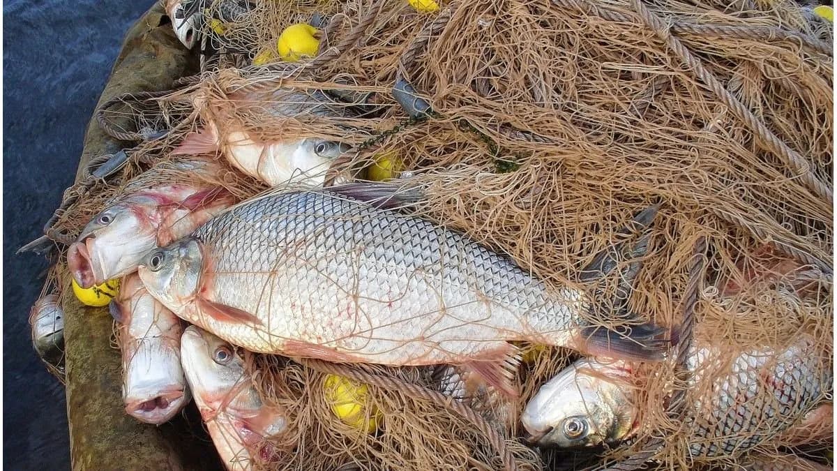 Río Paraná: extendieron el cupo de pesca de sábalo y la veda para el dorado por lo menos hasta septiembre - imagen de origen