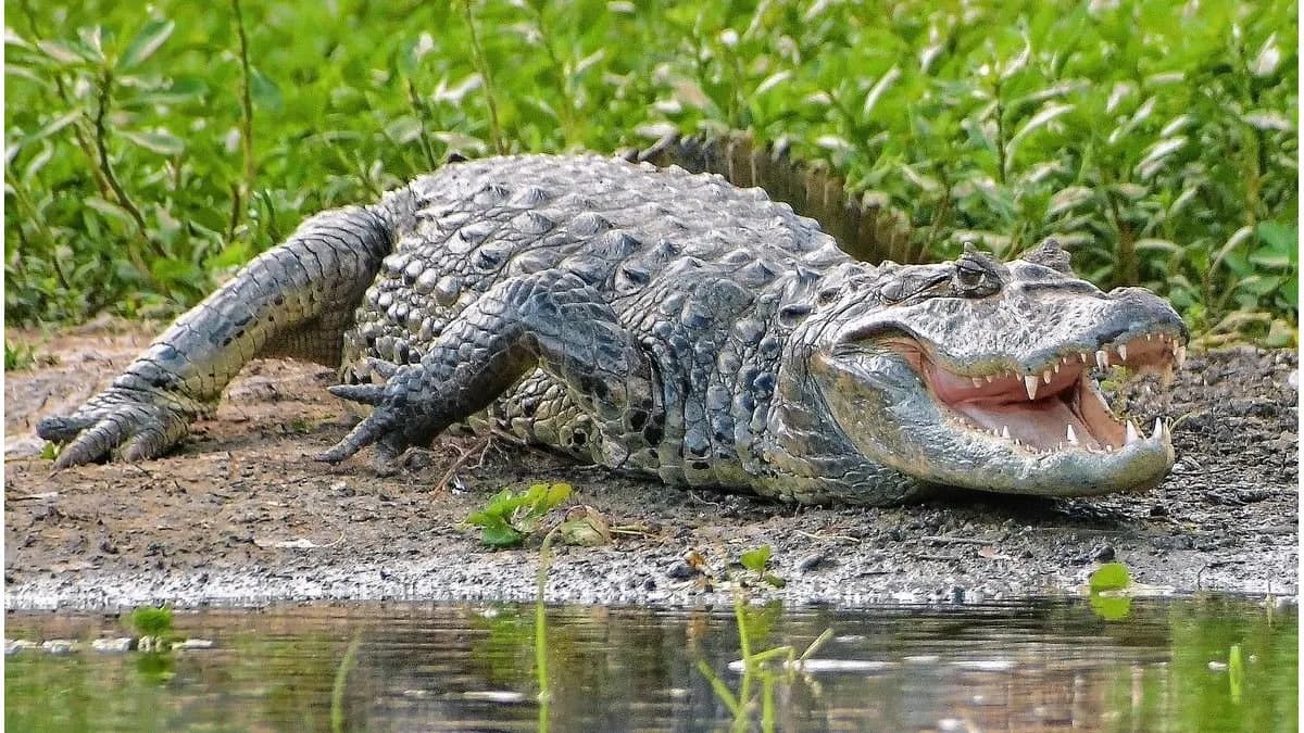 La reserva La Chinita se consolida como un refugio de la biodiversidad entrerriana - imagen de origen