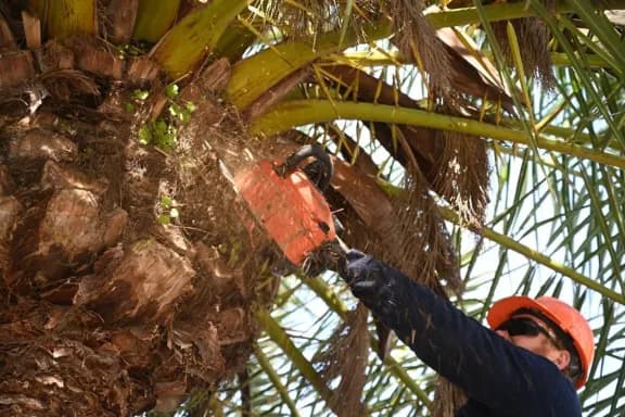 Colocan sensores en palmeras de Rocamora y Primera Junta para detectar ataques de picudo rojo - imagen de origen