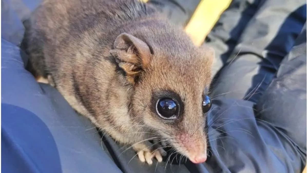 Rescatan una comadreja enana encontrada entre materiales descartados por vecinos - imagen de origen