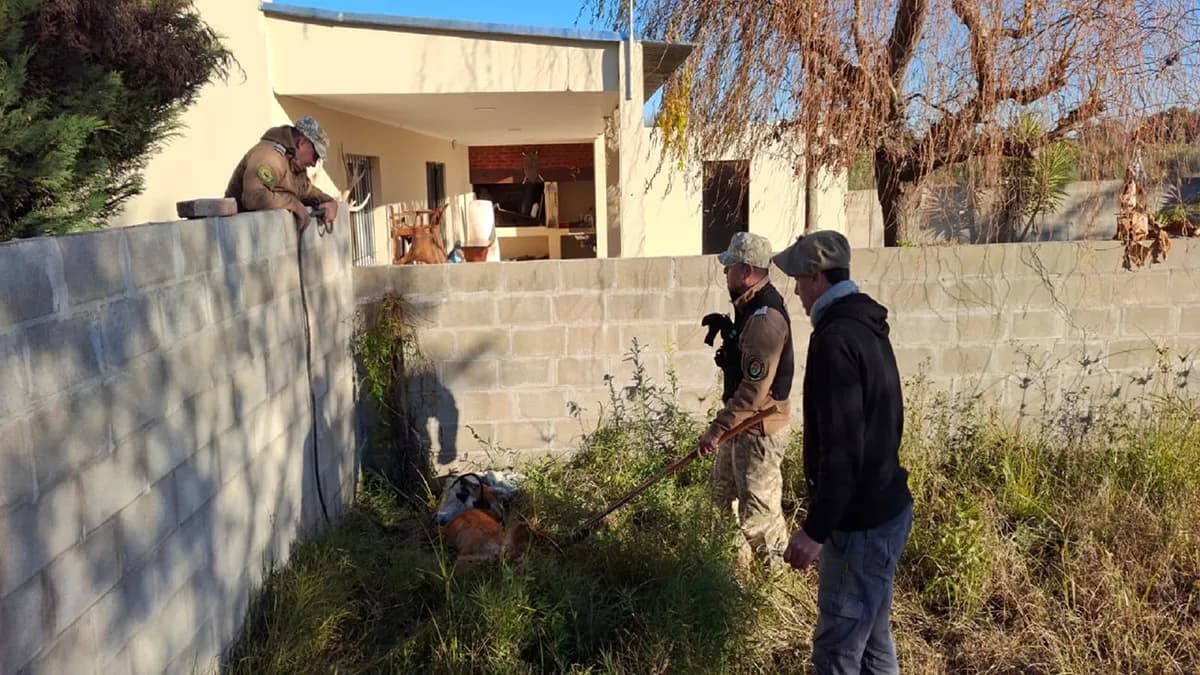 Gualeguay: rescataron un ejemplar de aguará guazú - imagen de origen