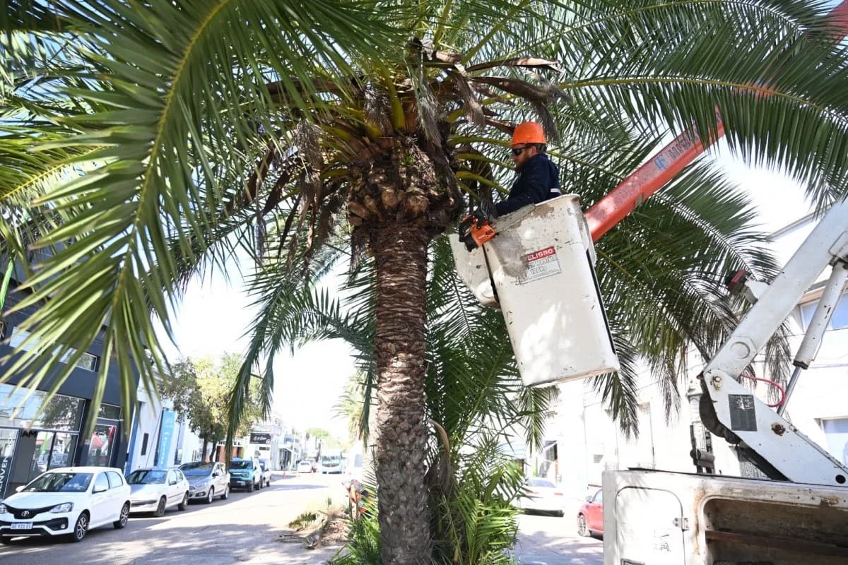 Podan y colocan sensores en las palmeras de Rocamora y Primera Junta para detectar ataques del picudo rojo - imagen de origen