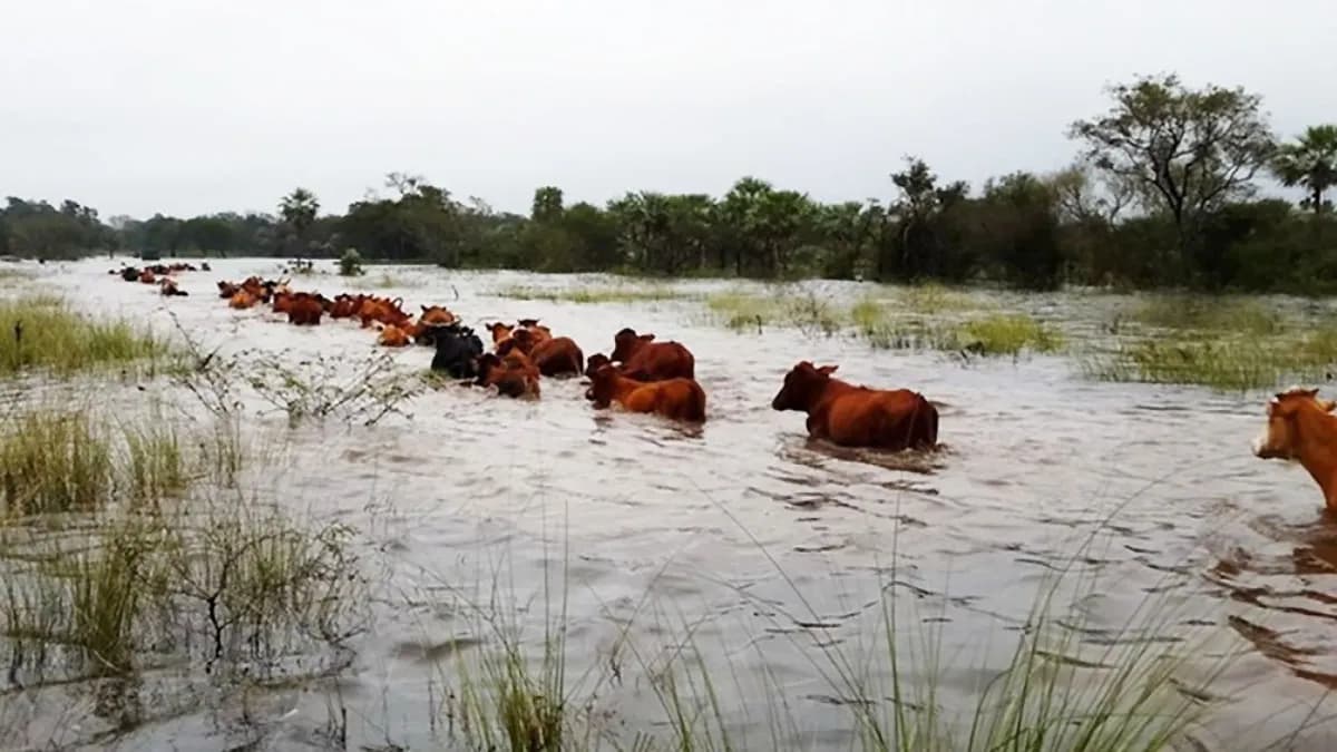 Productores de islas y campos inundables buscan dónde ubicar su hacienda - imagen de origen