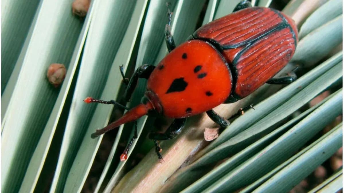 Concordia: el Senasa expuso sobre la plaga del picudo rojo de las palmeras - imagen de origen