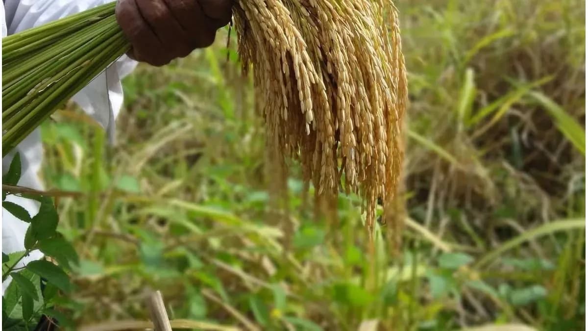La producción de arroz caería un 30% en Entre Ríos durante 2026/27 - imagen de origen