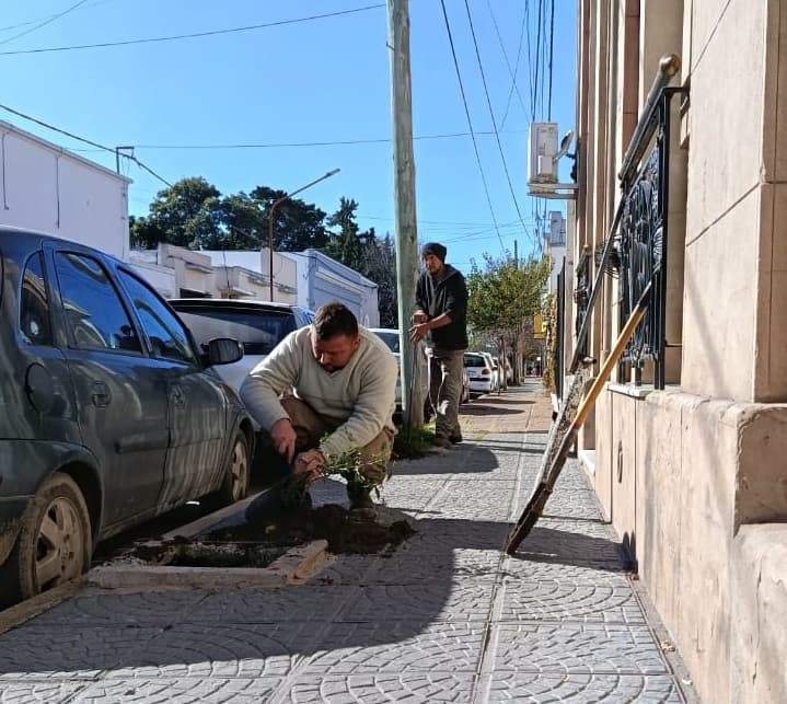 Plan de Arbolado: Se plantaron 50 nuevos ejemplares de reposición - imagen de origen