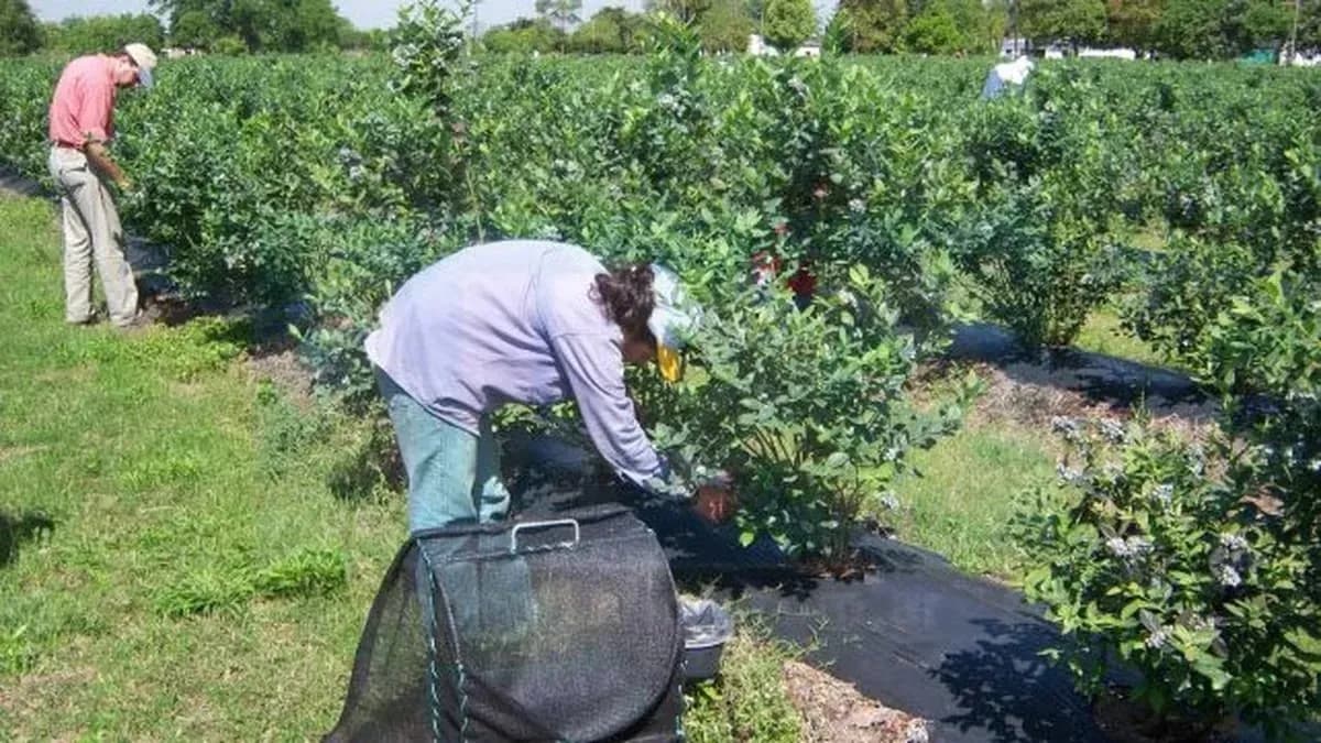 Condenan a un contratista que vendía droga a trabajadores de la fruta en Concordia - imagen de origen