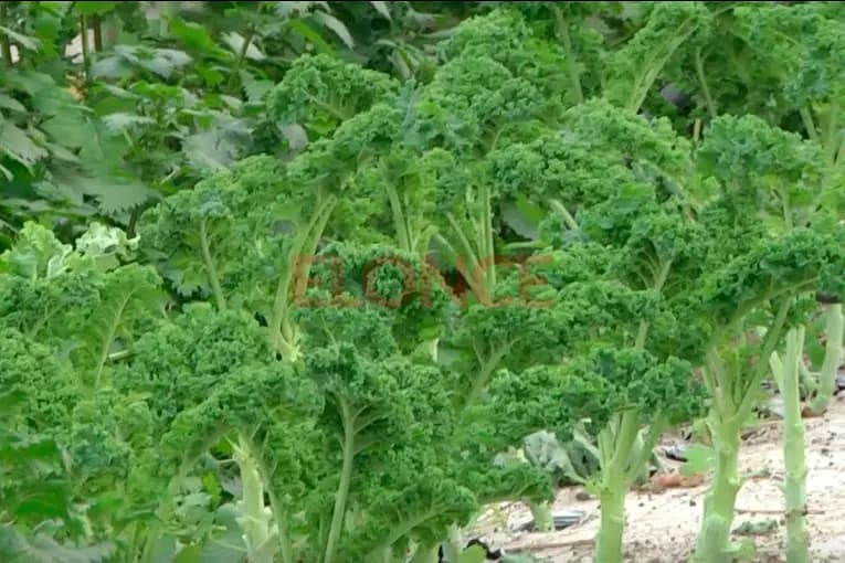 “Va a haber escasez de producción”: alertan por el impacto del frío en las verduras - imagen de origen