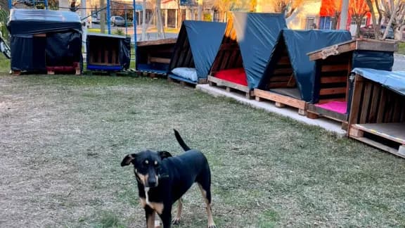Más de 100 personas construyeron cuchas para perros callejeros en Concepción del Uruguay - imagen de origen